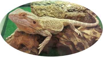 Norbert the Bearded Dragon